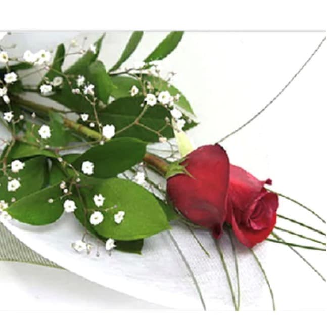 Roses Wrapped